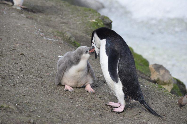 Campaña Antártica Española. Imagen de pingüinos