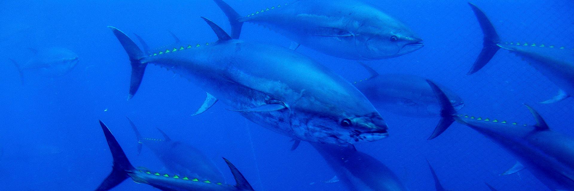 Infraestructura para el cultivo del atún rojo (ICAR) 