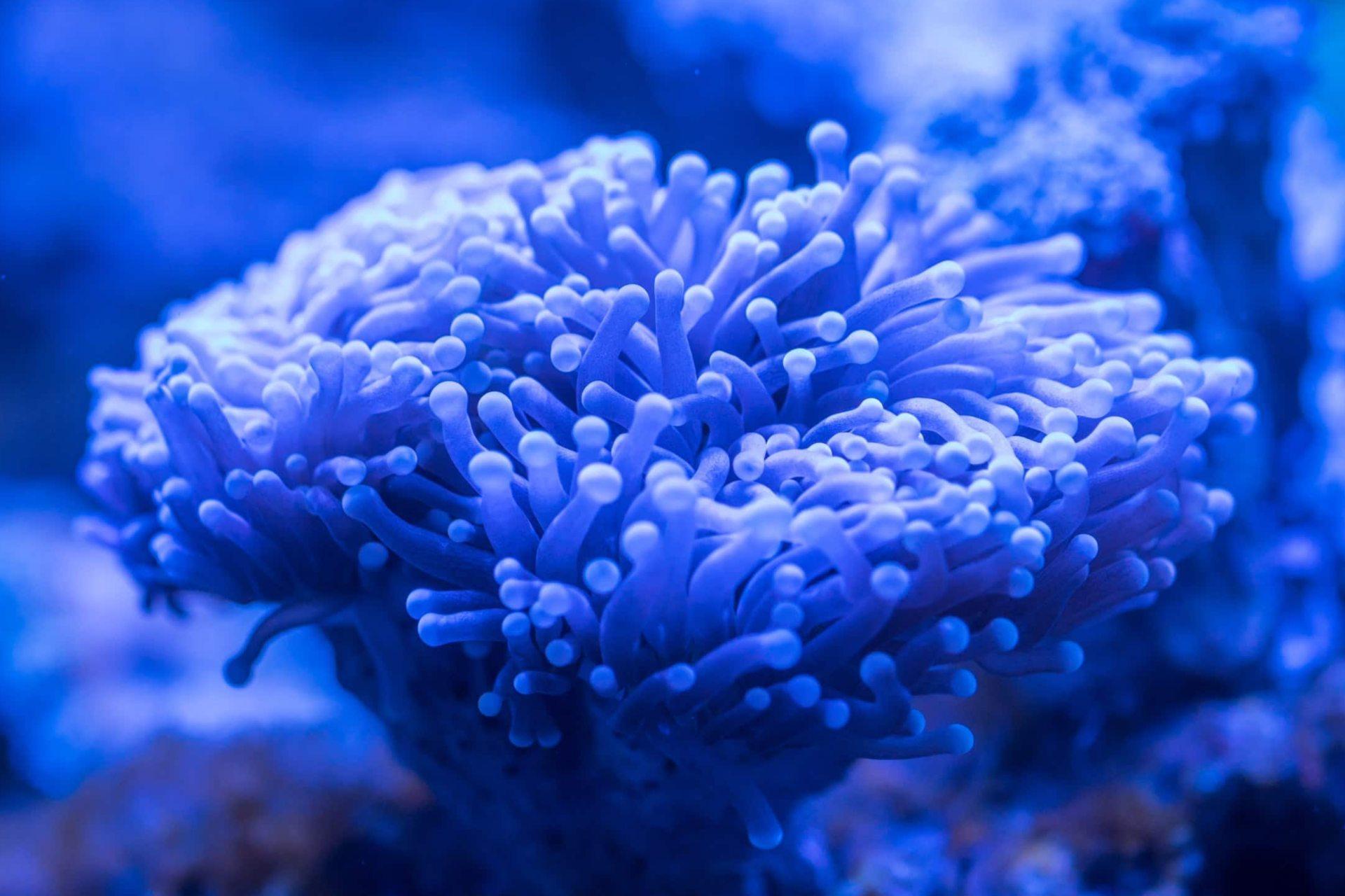 Estudios en biología y comportamiento del virus. Imagen cabecera