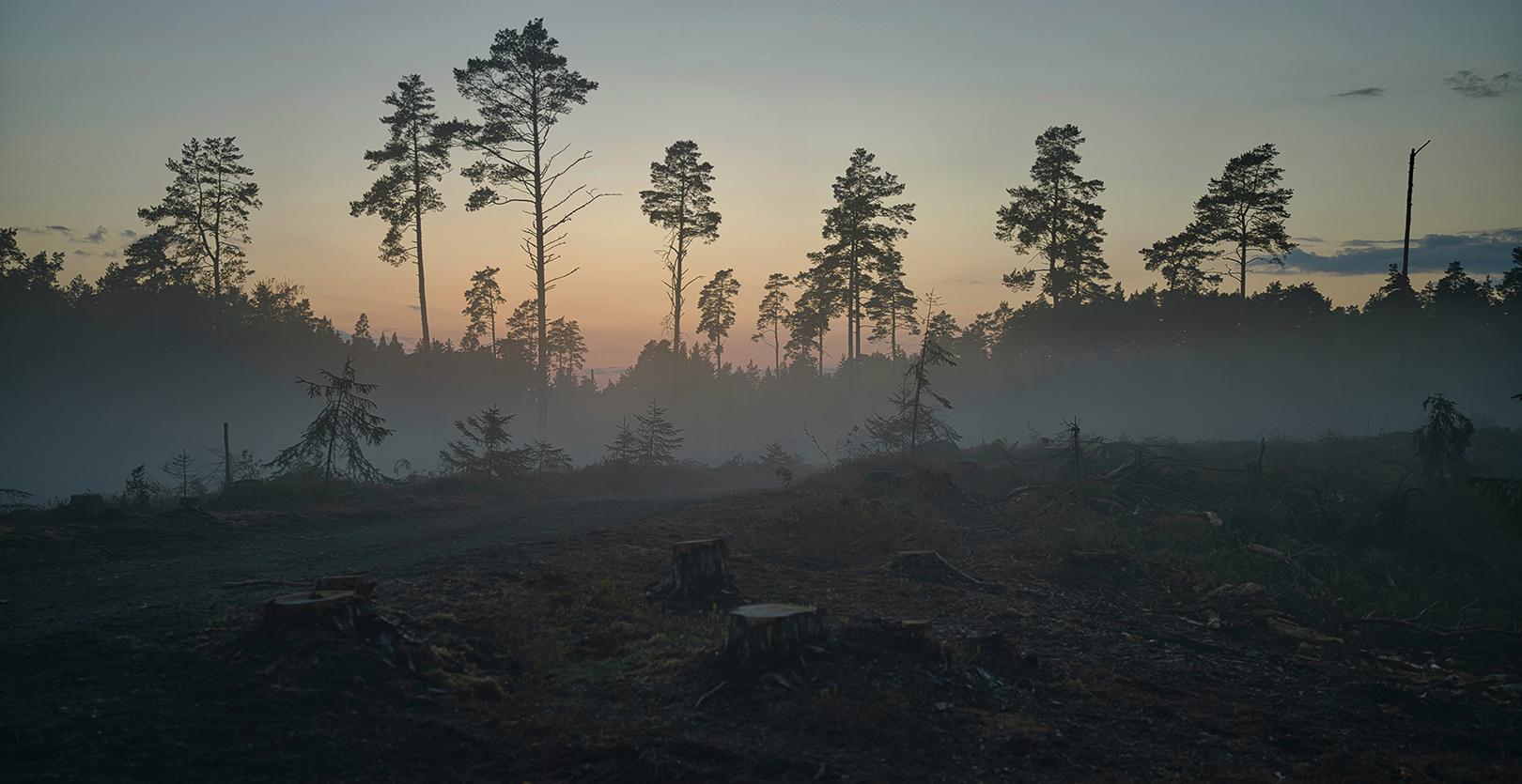 El GTM subraya la necesidad de preservar el medioambiente para evitar pandemias