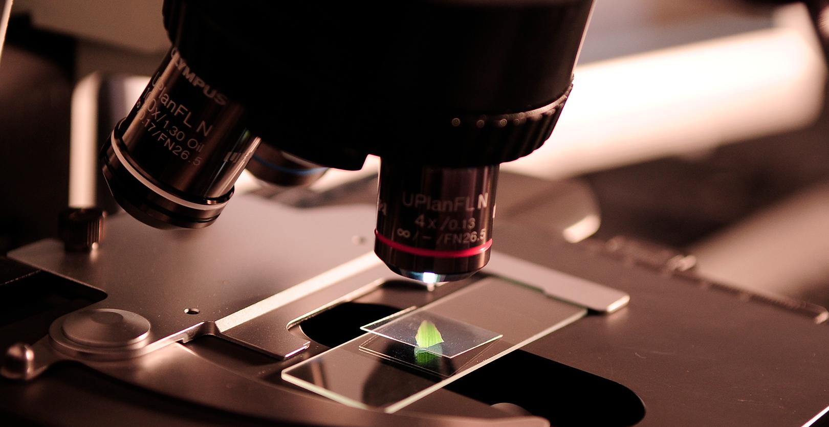 Microscopio