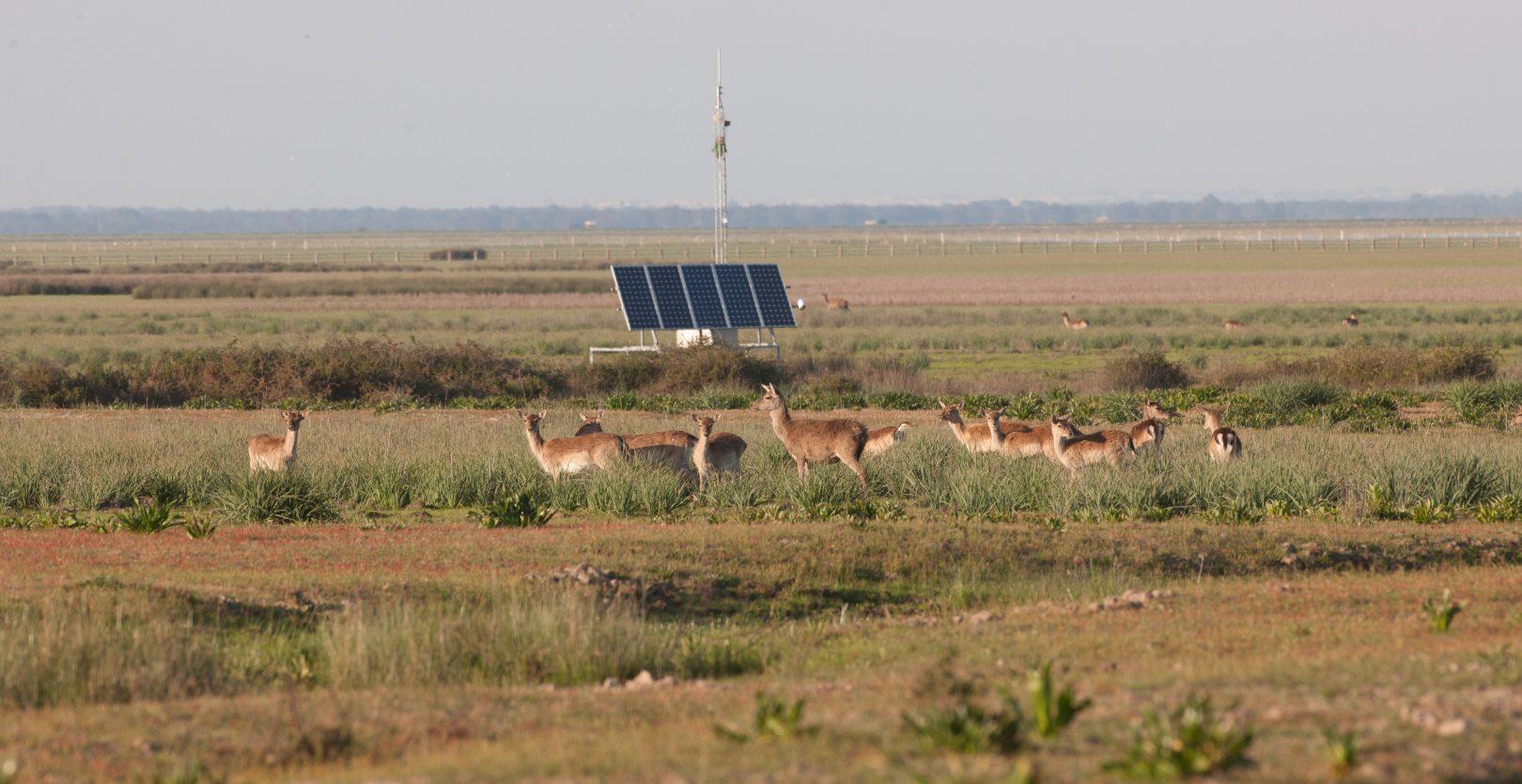 Estación Biológica de Doñana