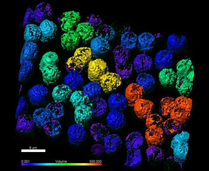 Proteína HS1 en células B humana determinada con Nanoscopía 3D-STED @CNIC Proteína HS1 en células B humana determinada con Nanoscopía 3D-STED @CNIC