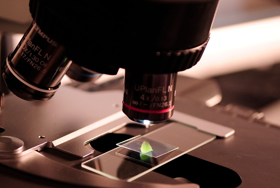 Microscopio