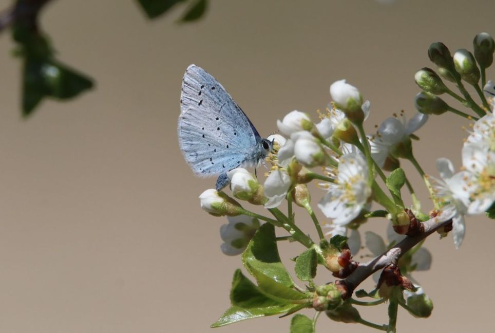 El Gobierno aprueba la Estrategia de Biodiversidad y Ciencia
